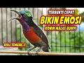 Download Lagu KOLIBRI NINJA GACOR FULL BONGKAR MATERI ROLL TEMBAK !! MASTERAN KONIN FULL TEMBAKAN CILILIN MEWAH