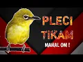 MAHAL OM Pleci mania !!! Pleci TIKAM Berkualitas Sering Juara Lintas even PCMI