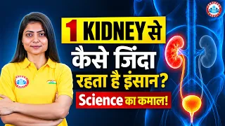 अगर इंसान की 1 Kidney खराब हो जाए तो क्या होगा? Kidney Function & Health Facts
