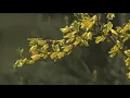 High pollen count in Atlanta Tips