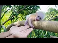 Newborn monkey Annie got lost causing dad to panic and go looking for her