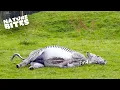 Download Lagu Miracle of Life: Zebra's Extraordinary Journey Through Birth  |  Nature Bites