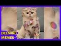 Download Lagu Belmiro Memes: Melhores dublagens engraçadas da semana 81