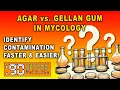 Gellan Gum vs Agar The Secret to Cleaner Mycology Cultures