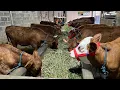 Download Lagu Harga Sapi Jantan Limosin 9,5 jt setelah laku 40 ekor