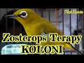 Zosterops Terapy KOLONI