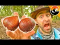 Download Lagu Dare me to eat SNAKE FRUIT?