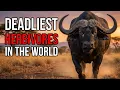 Ranking The Most Deadliest Herbivores Of Each Continent