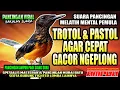 Download Lagu CARA TEPAT TROTOL \u0026 PASTOL MURAI BATU MENYUSUN LAGU DAN BERMENTAL FIGHTER | pancing pakai suara ini