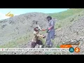 Download Lagu Iran Rhubarb harvest, Spring 1398, Senowbar village, Torbat Heydariyeh ريواس روستاي صنوبر