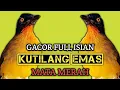 Kutilang emas mata merah gacor suara variasi