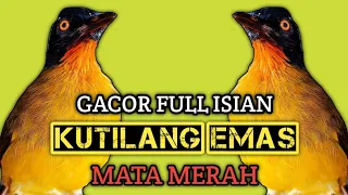 kutilang emas mata merah gacor suara variasi