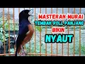 Lagu PANCINGAN MURAI BATU GACOR JADIKAN BURUNG MURAI BUNYI GACOR NYAUT