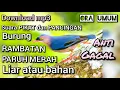 download suara pikat dan pancingan bunyi burung rambatan paruh merah ora umum