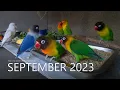 Download Lagu Lovebird Fischers and Lovebird Personata: September 2023