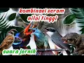 Lagu suara jernih | gereja tarung, pijantung , kapas tembak, bajing kekes , cakakak, jinjing petulak