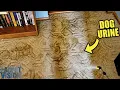 THE WHOLE ROOM WAS ONE GIANT PEE PAD