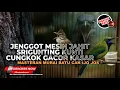 Download Lagu Tembakan Dan Roll Speed Masteran Cucak Cungkok Gacor Cucak Jenggot Grejaan dan Srigunting Abu Abu