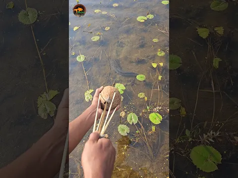 This Coconut Trick Really Works (Part_6) #fishing #shorts