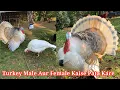 Turkey Bird Male Aur Female Kaise Pata Kare How Can Identify Turkey Bird in Male Or Female