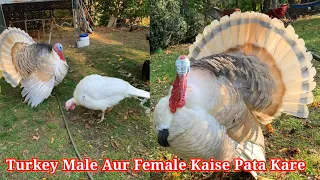 Turkey Bird Male Aur Female Kaise Pata Kare How Can Identify Turkey Bird in Male Or Female