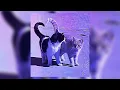 Download Lagu lana del rey - video games (sped up)