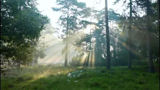 5 minutes of peaceful piano music relaxing mind clearing music quick piano music relaxing music