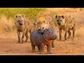 A poor baby hippo surrounded by a pack of hyenas - A rescue story that brought millions to tears.