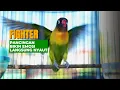 Download Lagu lovebird singing training  #birds #dunfallowlovebird #lovebirdsfarming #lovebirds