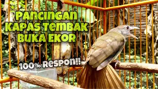 pancingan kapas tembak buka ekor full gacor bikin emosi katem bahan yang macet bunyi kicau tembak