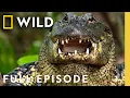 Florida s Deadly Battle of the Swamp Dragons Full Episode SPECIAL Nat Geo Animals
