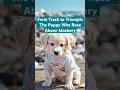 Download Lagu From Trash to Triumph: The Puppy Who Rose Above Mockery 🤩❤