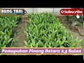 Download Lagu Cara Pemupukan Pinang Betara - 2,5 Bulan - BUNG TANI