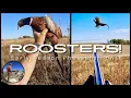 AWESOME Pheasant Hunt Early Season Roosters