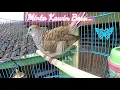 Download Lagu Perkutut lokal minta Kawin - ciri ciri burung perkutut ingin kawin - #shorts