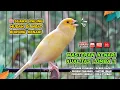 Download Lagu Kenari GACOR NGEREK‼️ Masteran Kenari PAUD dan Pancingan Kenari MACET BUNYI dan Betina NGIWIR - 75