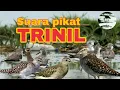 Suara pikat burung Trinil suara ramai dan jernih