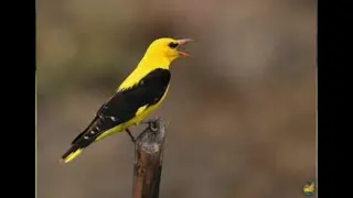 صوت صفاري الذكر والانثي دندنها