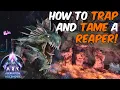 How To Trap and Tame a Reaper in ARK Survival Ascended Aberration