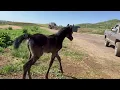 Nemty x Yaria filly