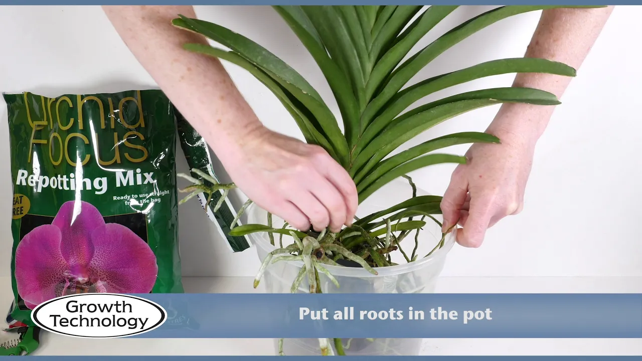 POTTING UP A VANDA ORCHID