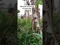 Download Lagu detik detik munculnya sikomat #sikomat #fypシ゚viral #fyp #viralvideo