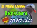 Download Lagu Suara burung punai tanah/limbok.