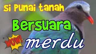 Download Suara burung punai tanah/limbok. MP3