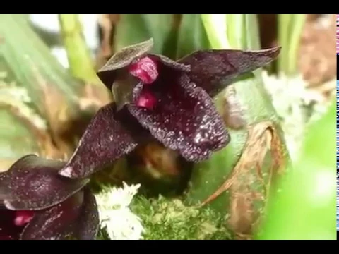ORQUÍDEAS NEGRAS LINDAS E EXÓTICAS