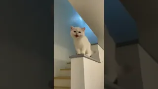 توت توت           قصص دندنها