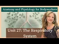 A P Unit 27 The Respiratory System MBLEx Prep