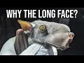 What Exactly Is Hammerheaded bat The Noisy Honkers