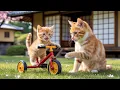 Download Lagu Mama Cat Saves Kitten Falls Into the Swimming Pool Dry Fur, Cook and Lulling Kitten to Sleep 😿❤️
