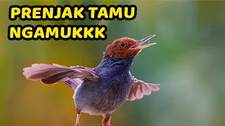 Download Suara Pikat Prenjak liar Jaminan Langsung Lengket Durasi panjang, 100% AMPUH. !!! MP3